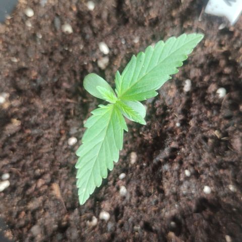 Auto Fat Blueberry  growlog timeline photo