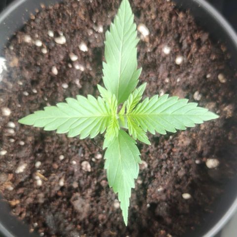 Black Orchid Auto growlog timeline photo