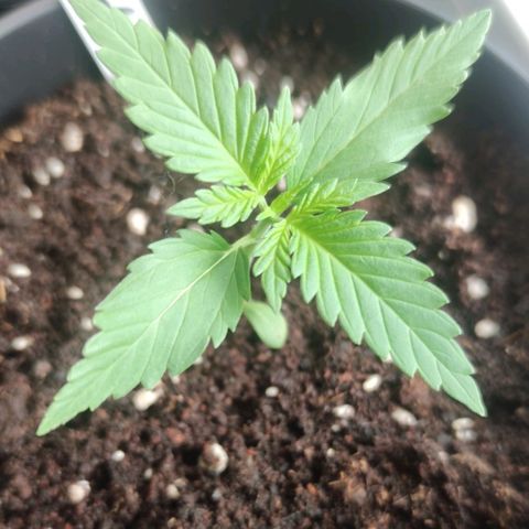 Black Orchid Auto growlog timeline photo