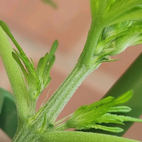 Easy Bud (Automatic) growlog timeline photo