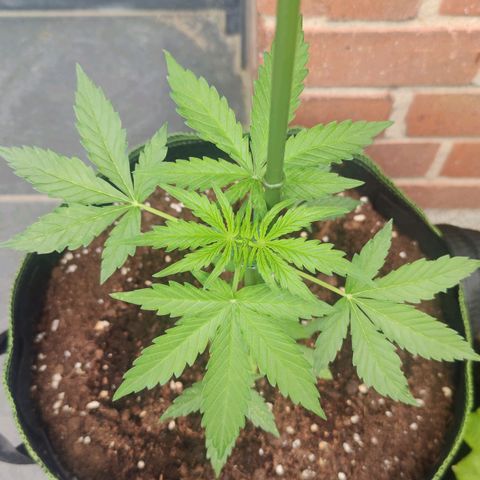 Easy Bud (Automatic) growlog timeline photo