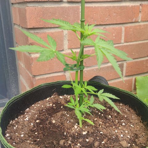 Easy Bud (Automatic) growlog timeline photo