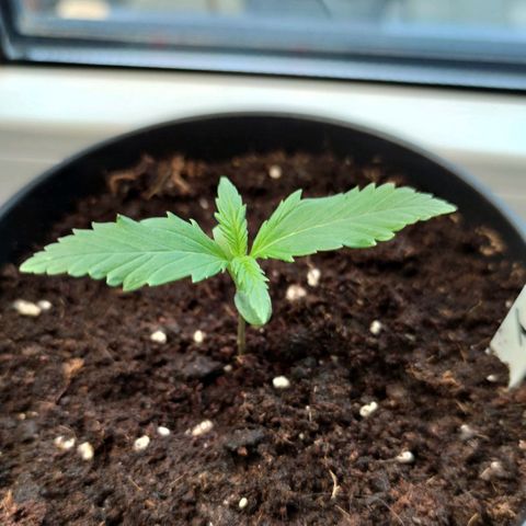Auto Fat Blueberry  growlog timeline photo