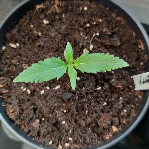 Auto Fat Blueberry  growlog timeline photo