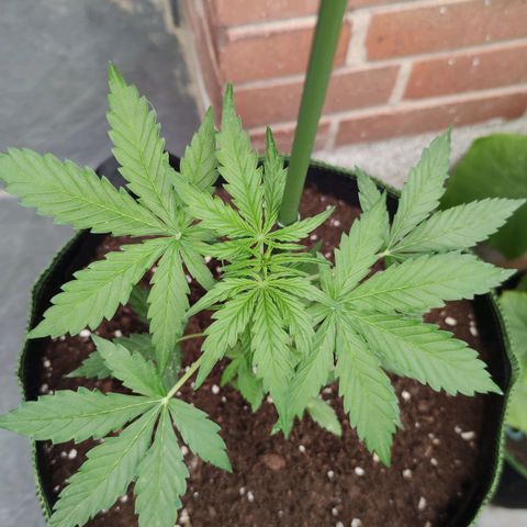 Easy Bud (Automatic) growlog timeline photo