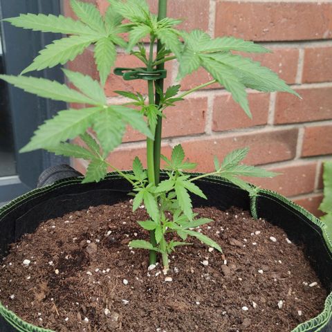 Easy Bud (Automatic) growlog timeline photo