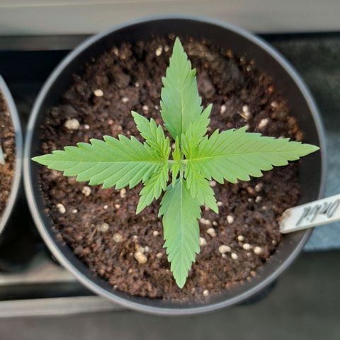 Black Orchid Auto growlog timeline photo