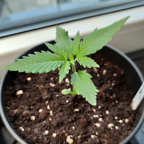 Black Orchid Auto growlog timeline photo