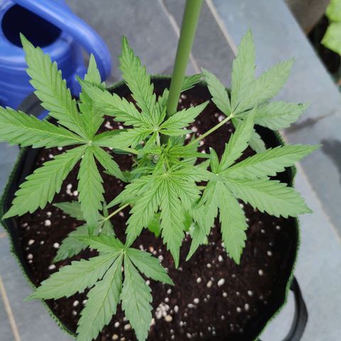 Easy Bud (Automatic) growlog timeline photo