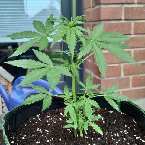 Easy Bud (Automatic) growlog timeline photo