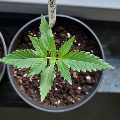 Black Orchid Auto growlog timeline photo