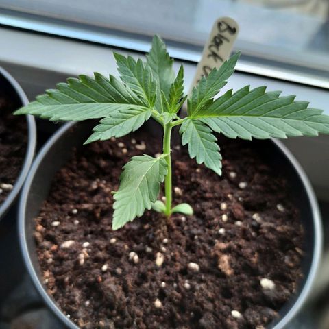 Black Orchid Auto growlog timeline photo