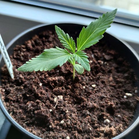 Auto Fat Blueberry  growlog timeline photo