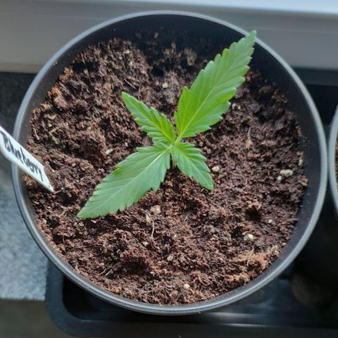 Auto Fat Blueberry  growlog timeline photo