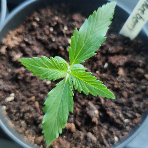Auto Fat Blueberry  growlog timeline photo