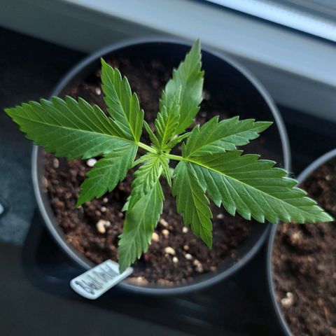 Black Orchid Auto growlog timeline photo