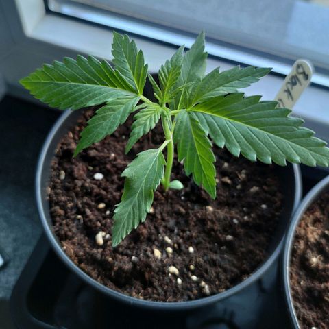 Black Orchid Auto growlog timeline photo