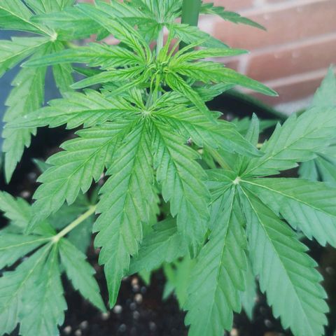 Easy Bud (Automatic) growlog timeline photo
