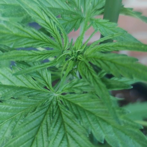 Easy Bud (Automatic) growlog timeline photo