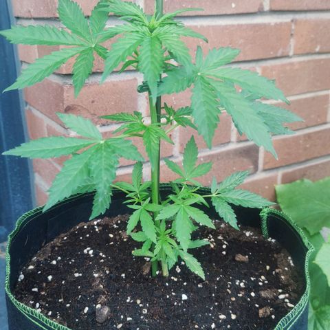 Easy Bud (Automatic) growlog timeline photo