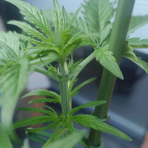 Easy Bud (Automatic) growlog timeline photo