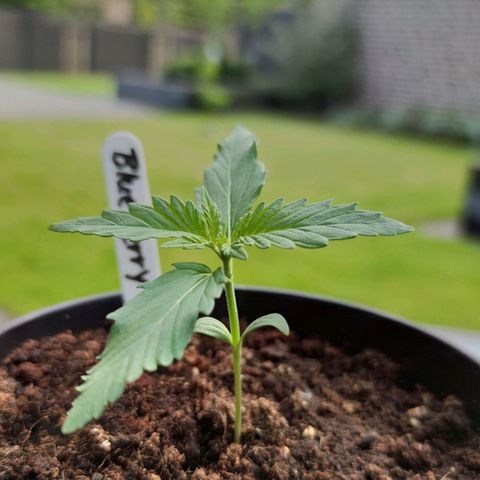 Auto Fat Blueberry  growlog timeline photo