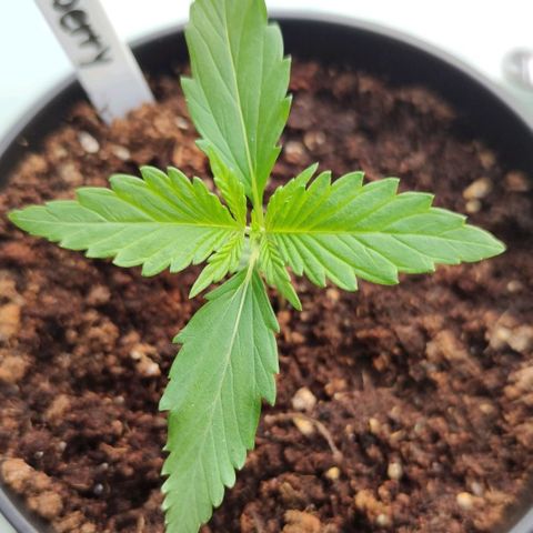 Auto Fat Blueberry  growlog timeline photo