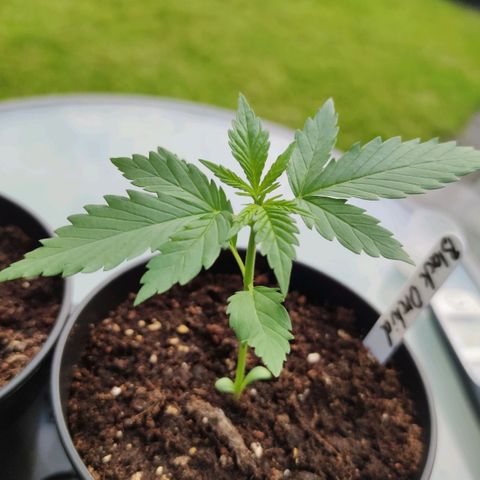 Black Orchid Auto growlog timeline photo