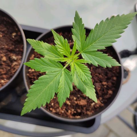 Black Orchid Auto growlog timeline photo