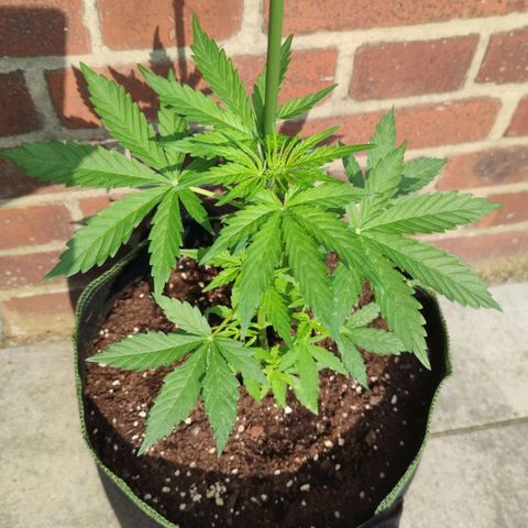 Easy Bud (Automatic) growlog timeline photo
