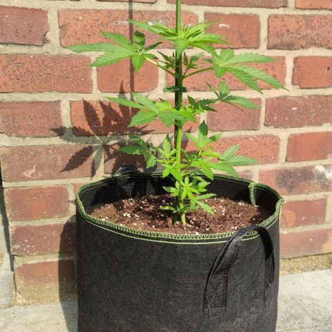 Easy Bud (Automatic) growlog timeline photo