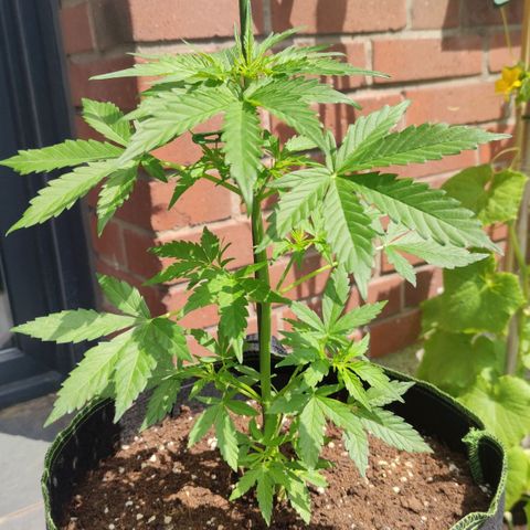 Easy Bud (Automatic) growlog timeline photo