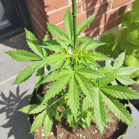 Easy Bud (Automatic) growlog timeline photo