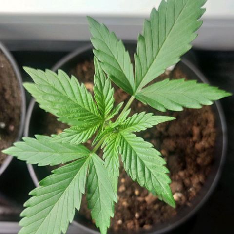 Black Orchid Auto growlog timeline photo