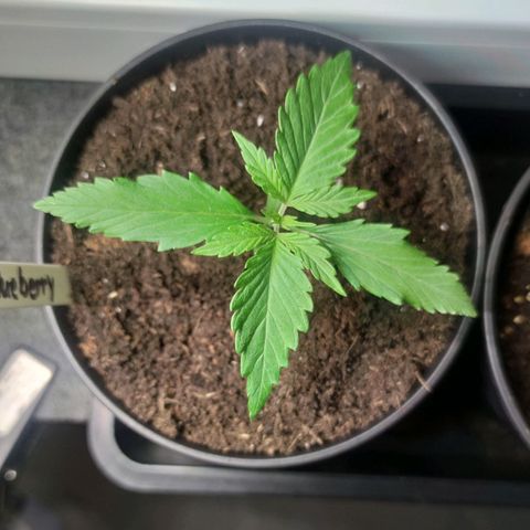 Auto Fat Blueberry  growlog timeline photo