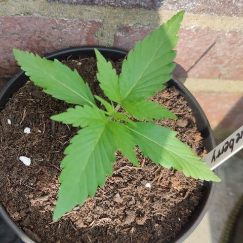 Auto Fat Blueberry  growlog timeline photo