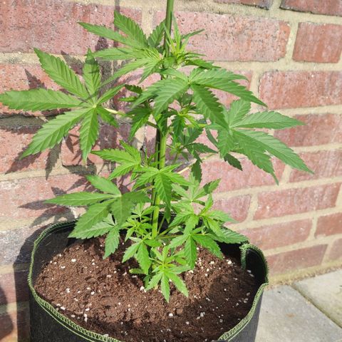 Easy Bud (Automatic) growlog timeline photo