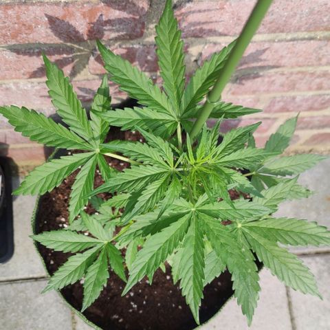 Easy Bud (Automatic) growlog timeline photo