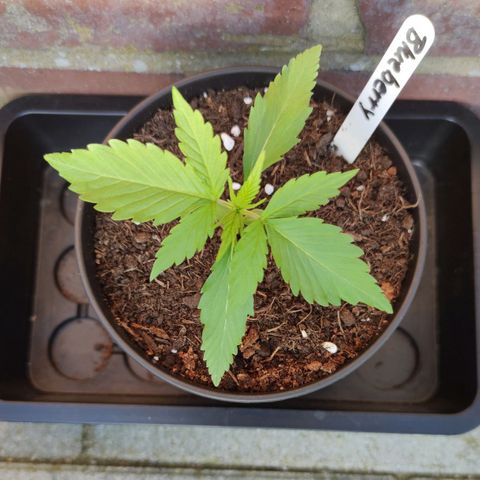 Auto Fat Blueberry  growlog timeline photo