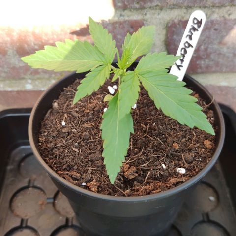 Auto Fat Blueberry  growlog timeline photo