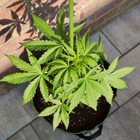 Easy Bud (Automatic) growlog timeline photo