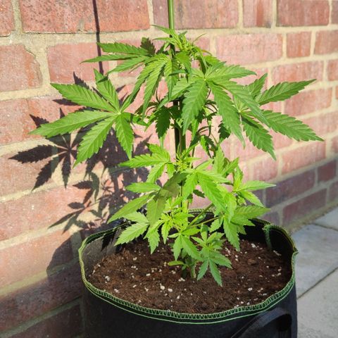 Easy Bud (Automatic) growlog timeline photo