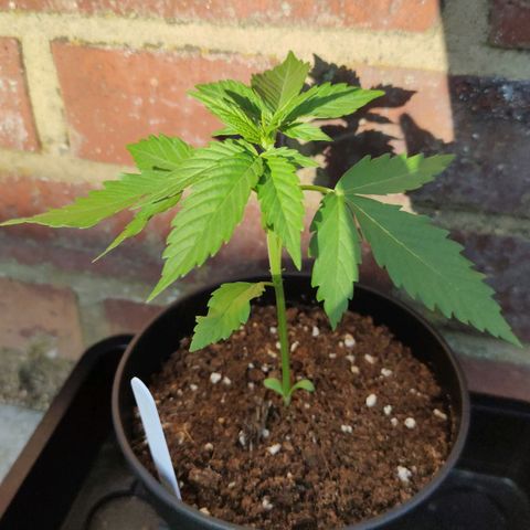 Black Orchid Auto growlog timeline photo