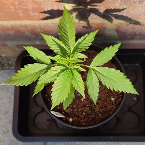 Black Orchid Auto growlog timeline photo