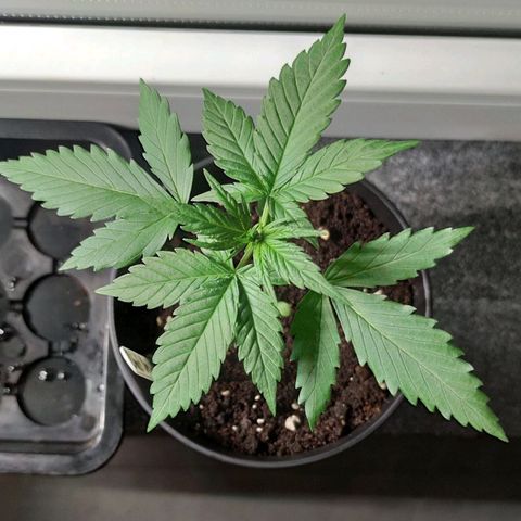 Black Orchid Auto growlog timeline photo