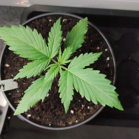 Auto Fat Blueberry  growlog timeline photo