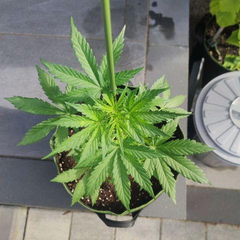 Easy Bud (Automatic) growlog timeline photo
