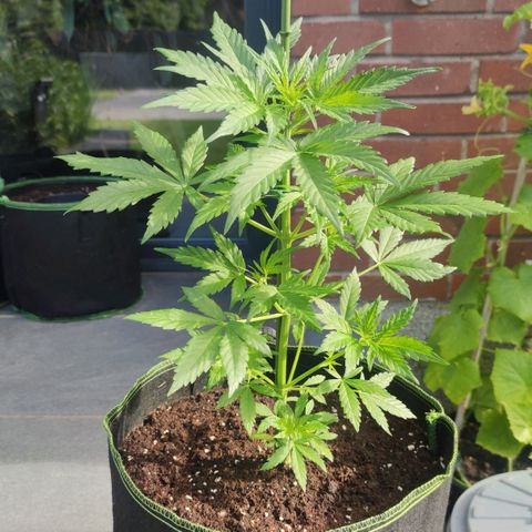 Easy Bud (Automatic) growlog timeline photo