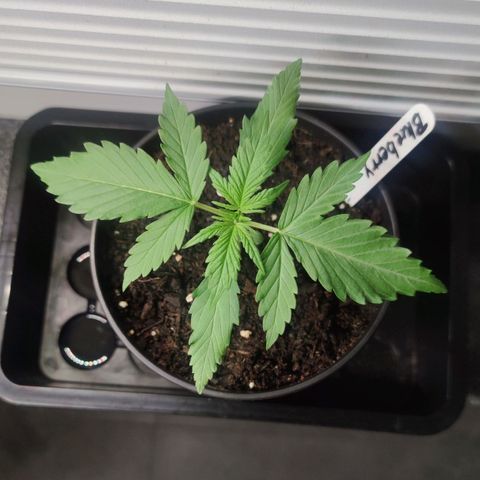 Auto Fat Blueberry  growlog timeline photo