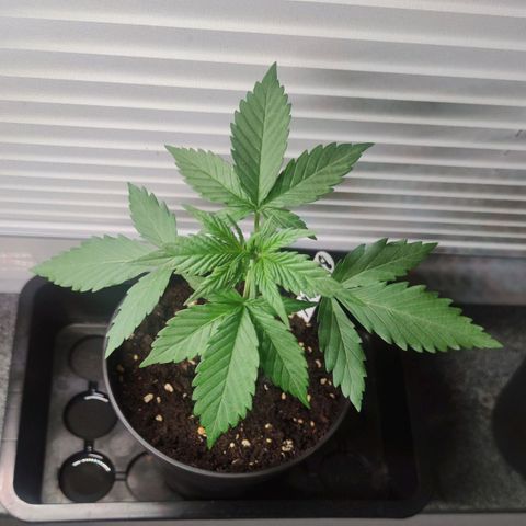 Black Orchid Auto growlog timeline photo